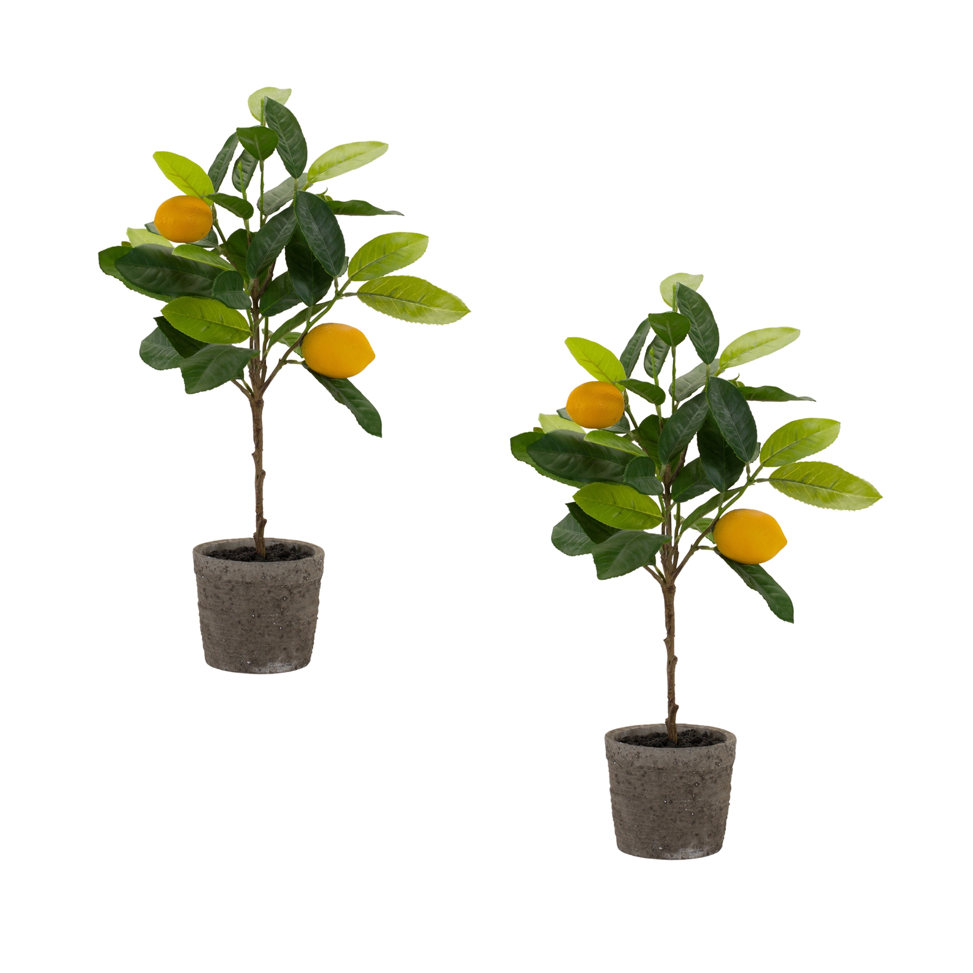 Lemon Fruit Silk Tree with Pot (Set of 2)