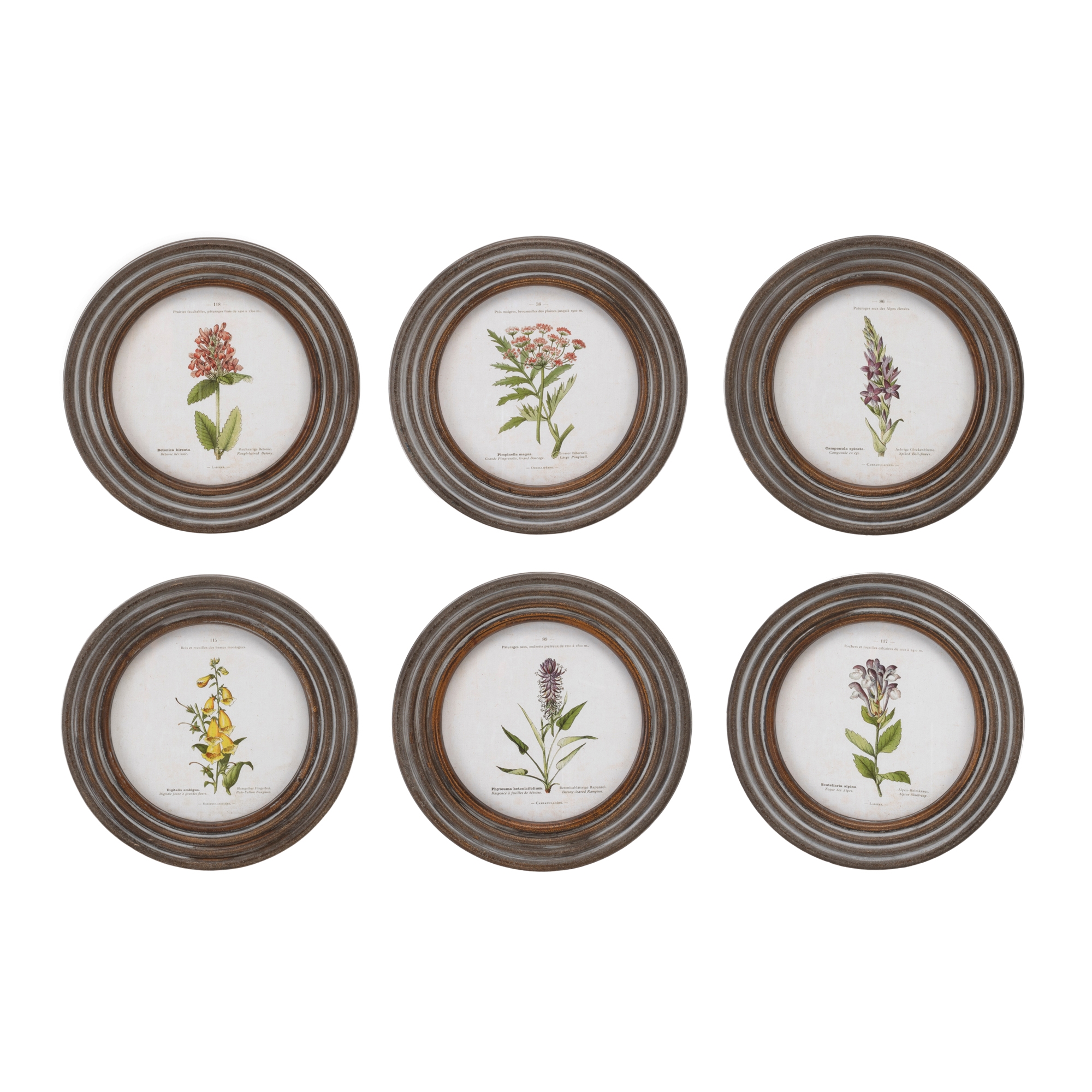 Round Framed Floral Print (Set of 6)