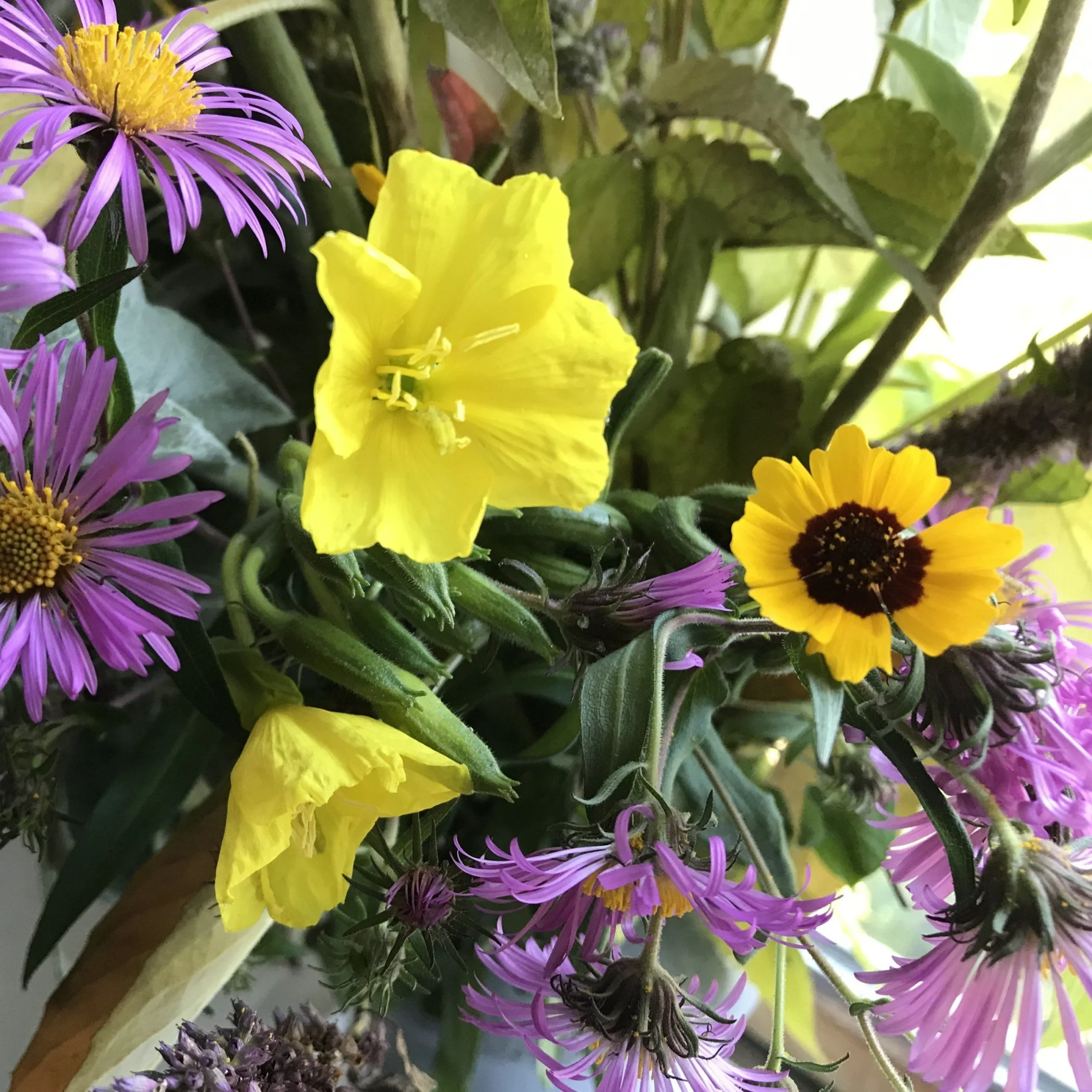 Pollinator Petal Patch - Image 2