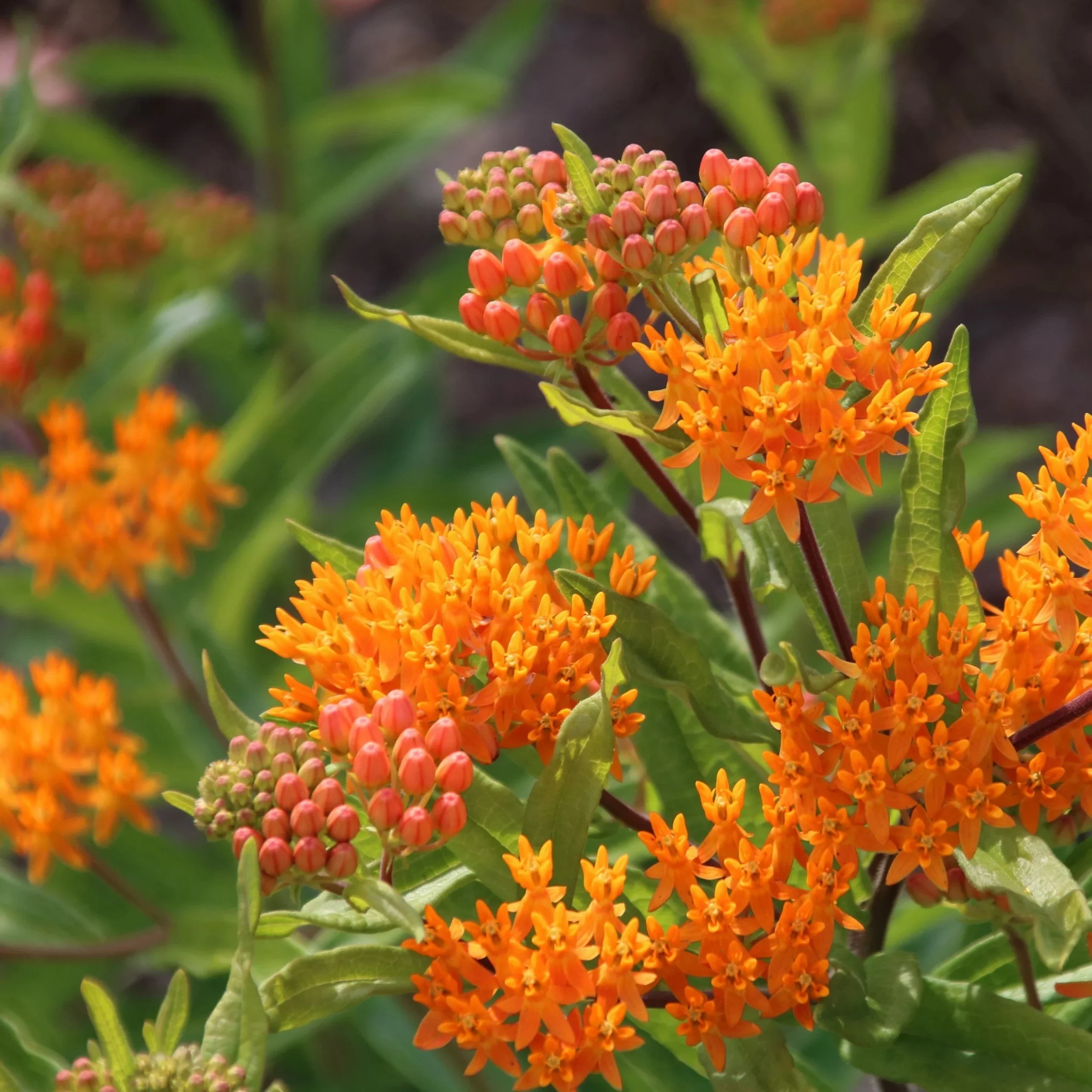 Pollinator Petal Patch - Image 3