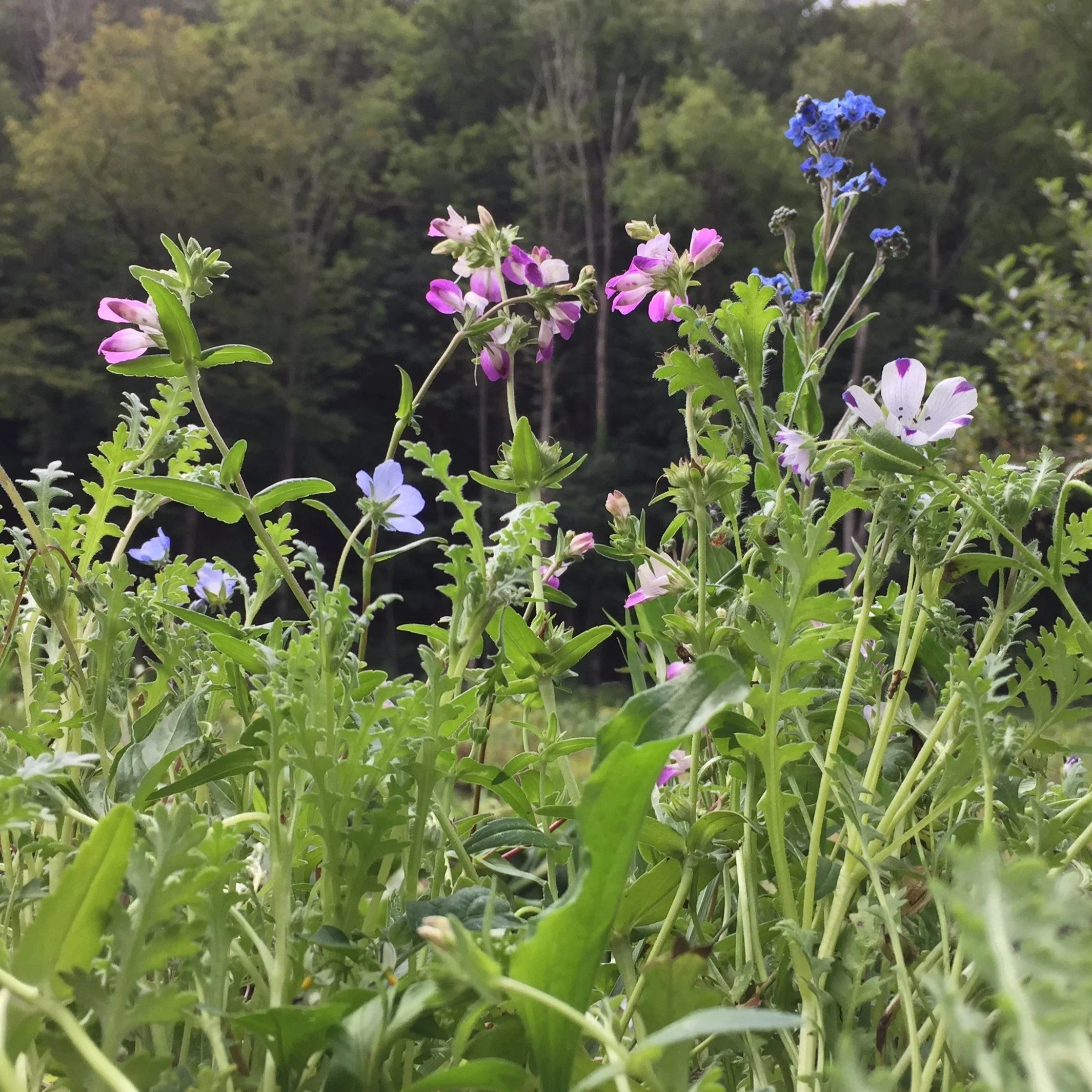 Shade Garden Mix - Image 3